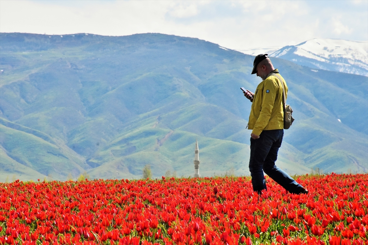 Stunning tulips bring color to Turkey's mountains
