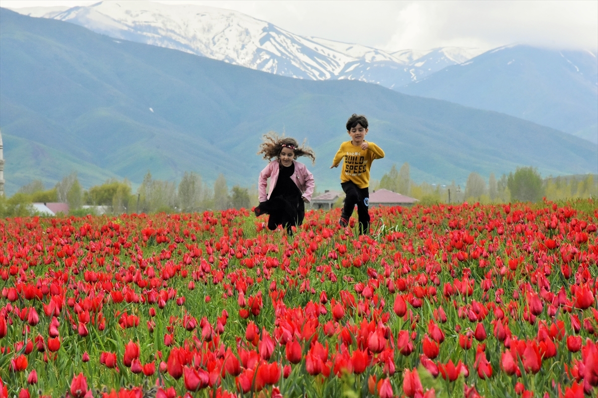 Stunning tulips bring color to Turkey's mountains