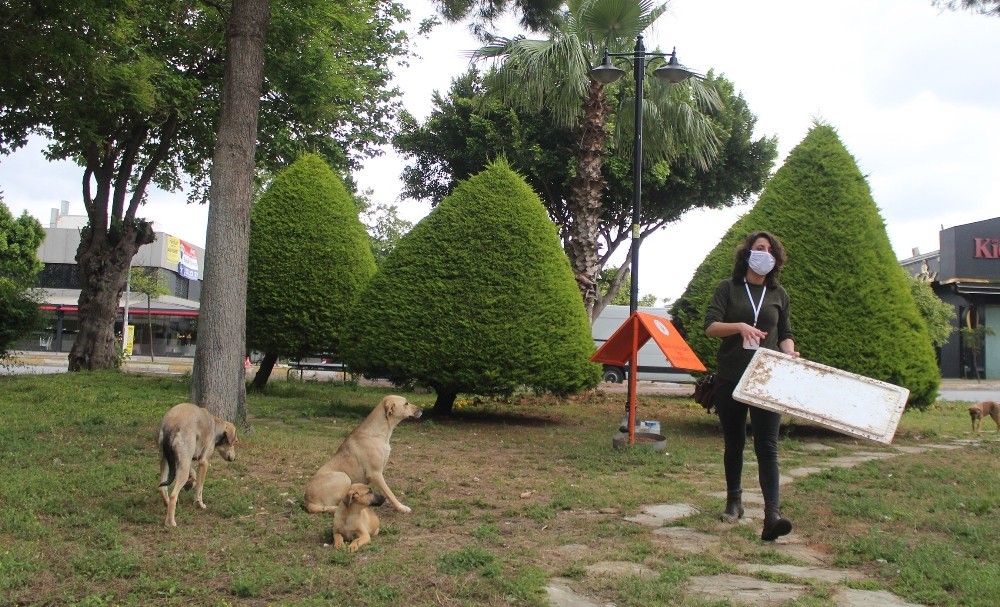 Antalya Da Kopek Katliami Besi Oldu Dordu Ise Kayip