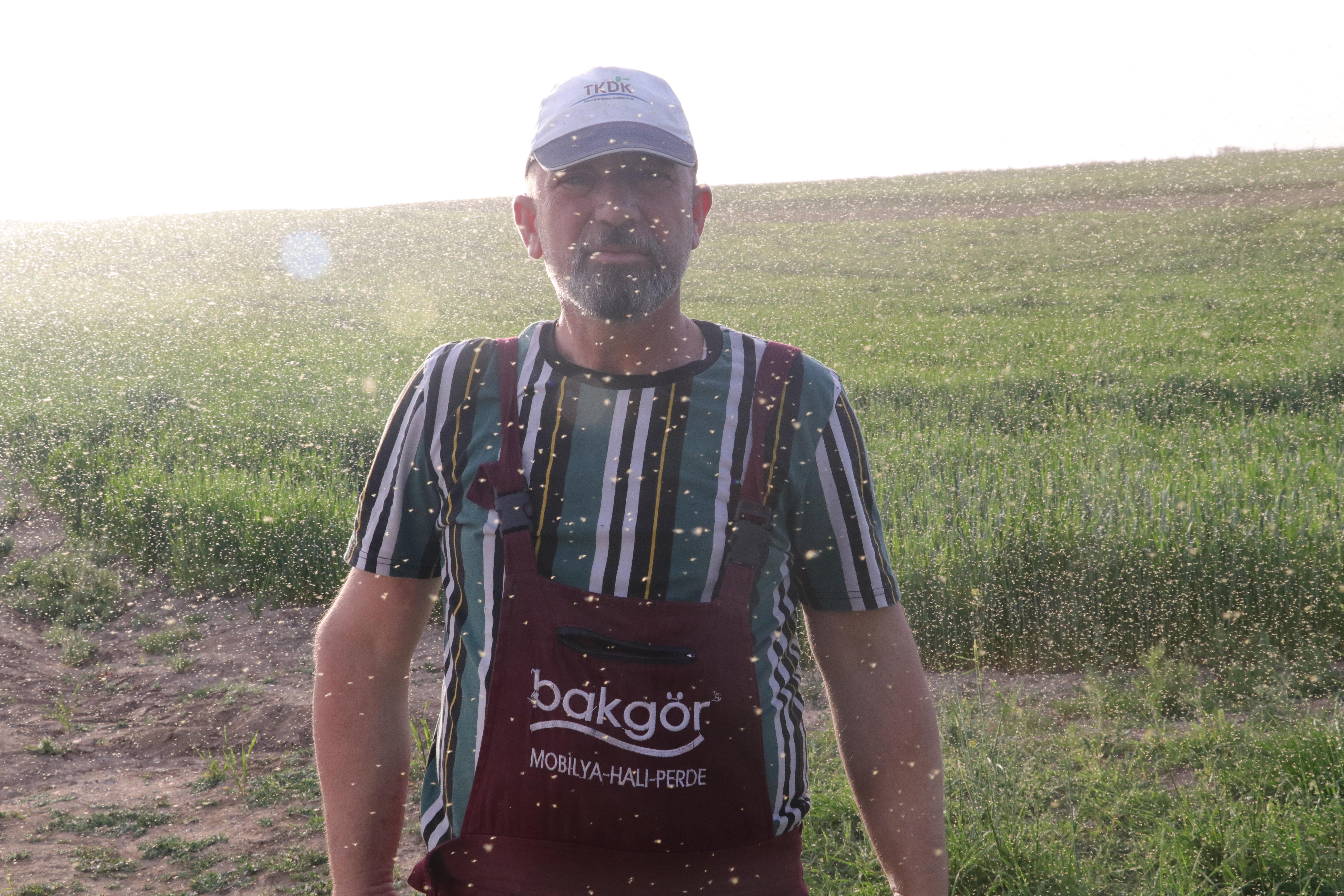 Yozgat�ta bir köy sinek istilasına uğradı Yozgat Yozgat�ta bir köy sinek istilasına uğradı Yozgat