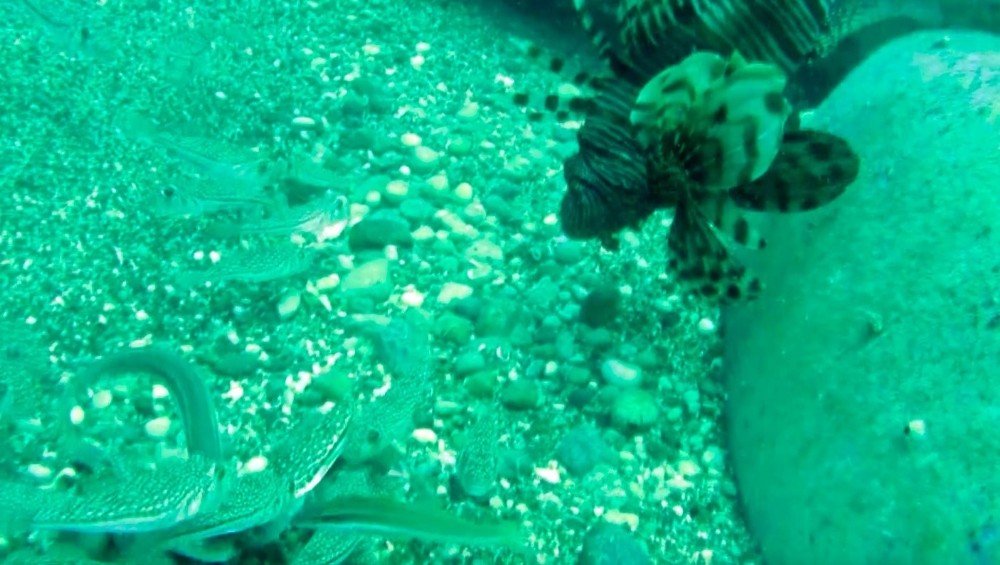 Bu balık hem zehirli hem lezzetli Aslan balığının eti yenir mi?