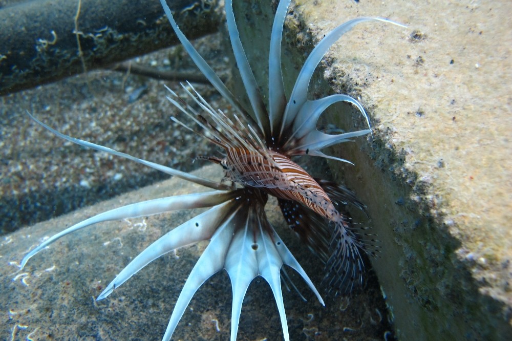 Bu balık hem zehirli hem lezzetli Aslan balığının eti yenir mi?