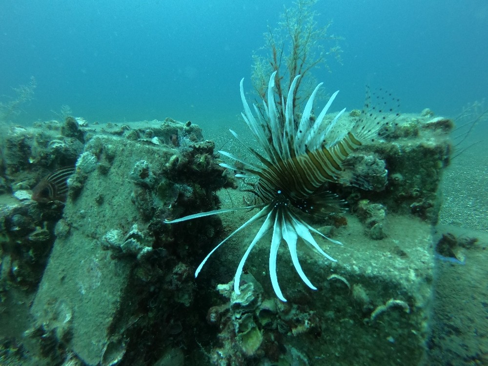 Bu balık hem zehirli hem lezzetli Aslan balığının eti yenir mi? Yeni