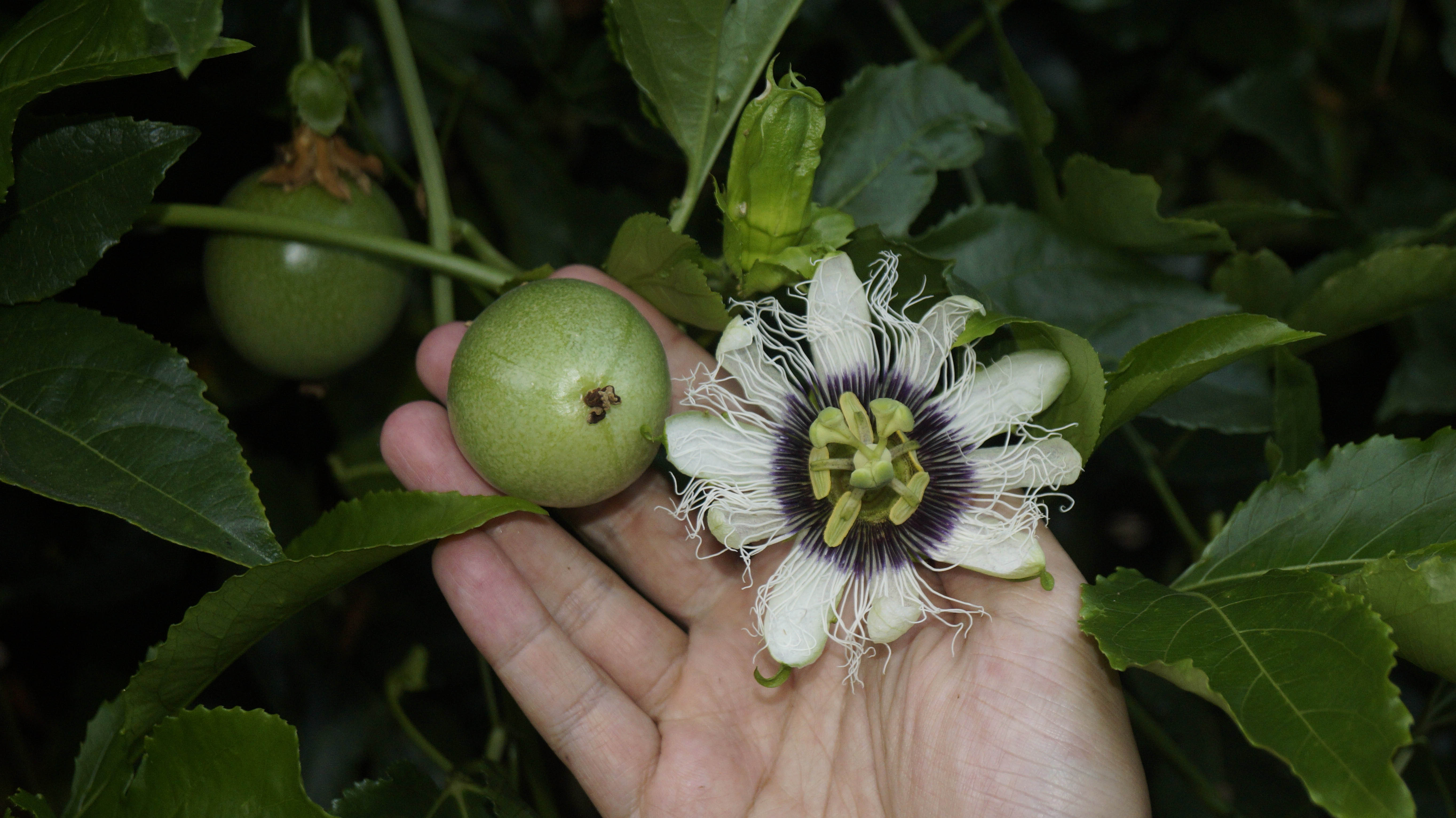 Pawpaw Tropikmeyveci