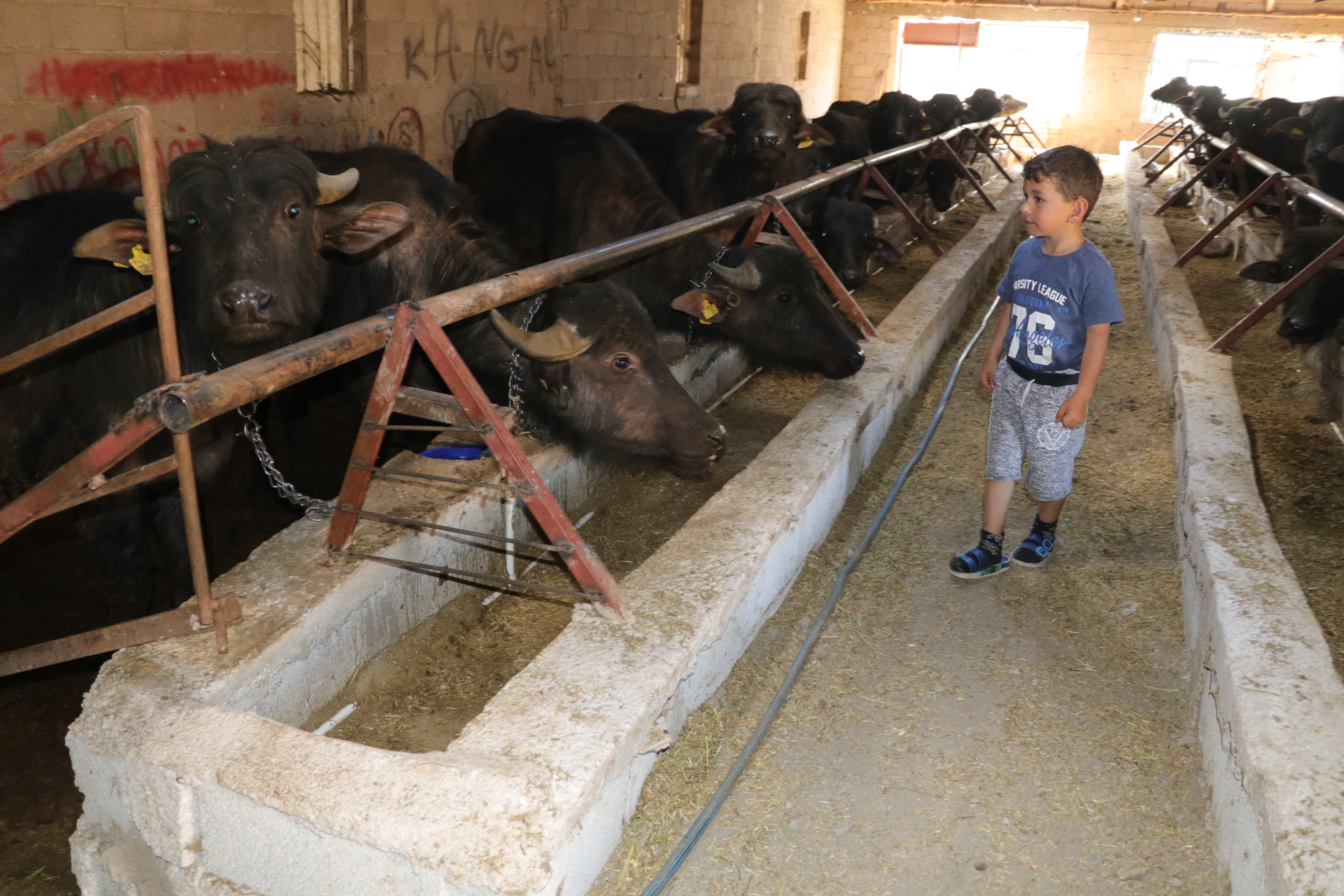 Yozgat Haberleri Annesi Icin 2 Manda Aldi Siparislere Yetisemeyince Ciftlik Kurdu