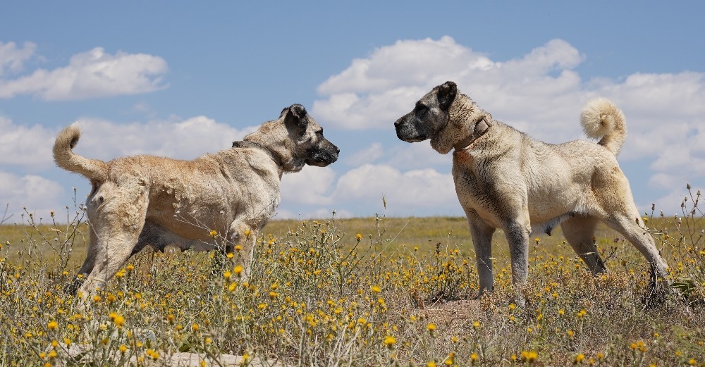 tr kangal sampiyonlar ligi
