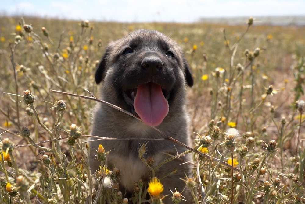 Kangal Kopeklerine Cipli Takip Geliyor Genetigi Koruma Altina Alinacak
