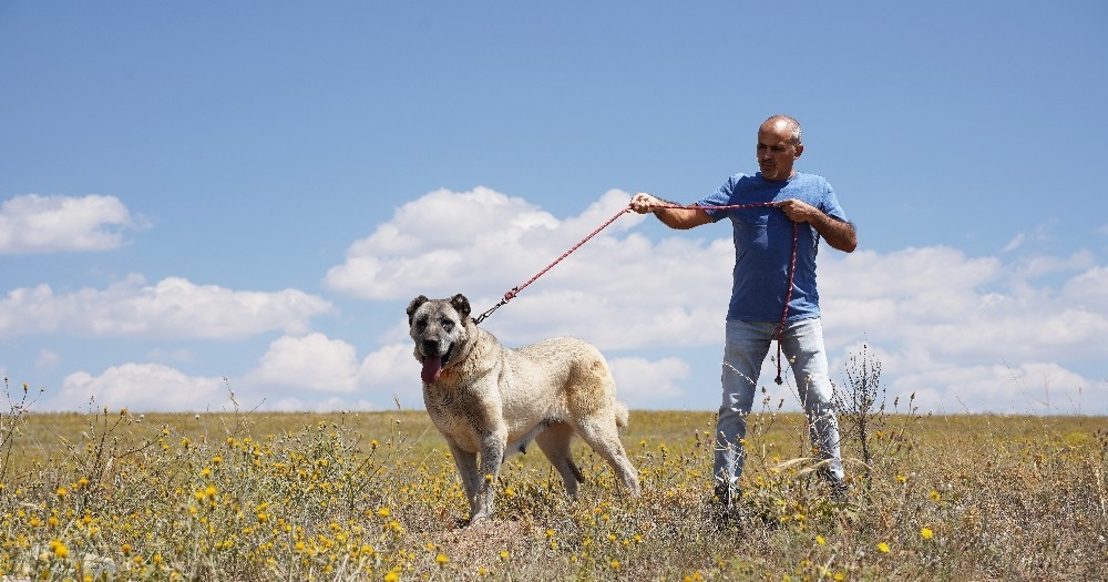 Kangal Kopeklerine Cipli Takip Geliyor Genetigi Koruma Altina Alinacak