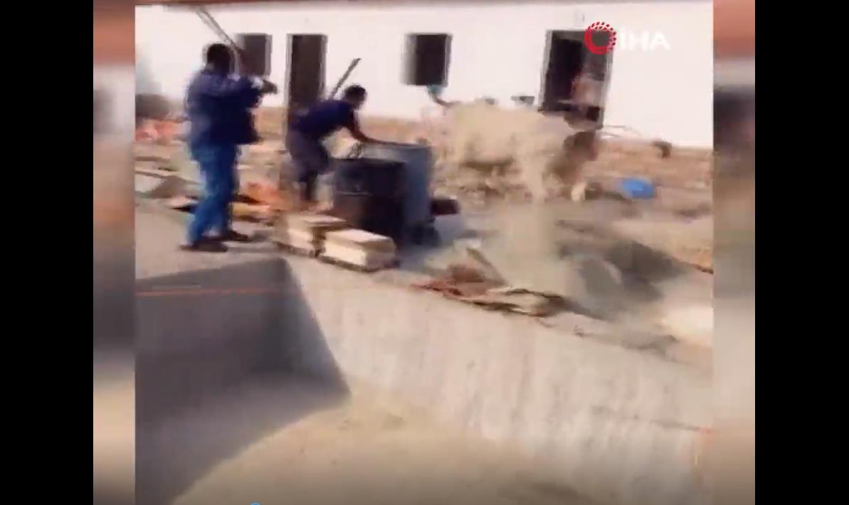 Kung Fu Cow! Runaway sacrificial cow attacks butchers in Saudi Arabia