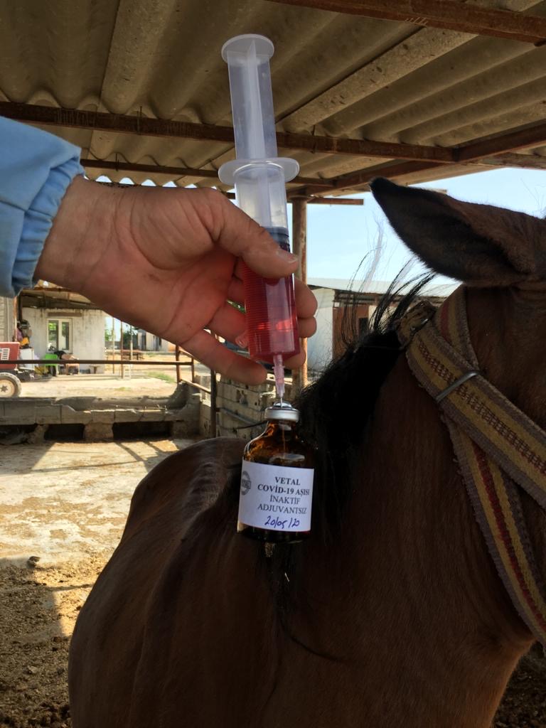 bakan varank tan koronavirus asisi aciklamasi yeni safak