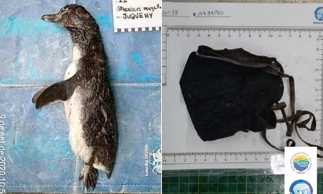 Brezilya Da Olu Penguenin Midesinden N95 Maske Cikti