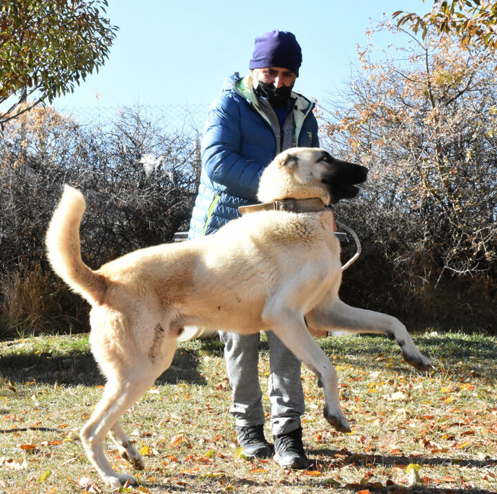 Top dog: Turkish breeders eager to gift supermodel Adriana Lima furry friend