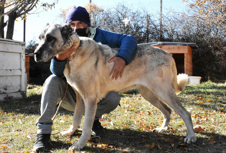 Top dog: Turkish breeders eager to gift supermodel Adriana Lima furry friend