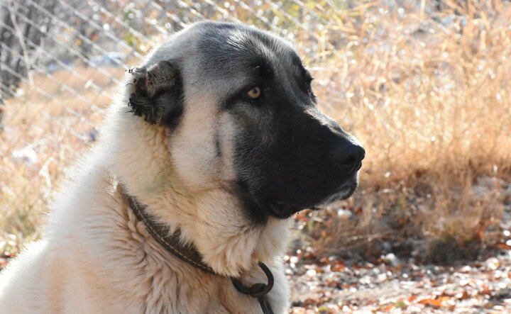 Top dog: Turkish breeders eager to gift supermodel Adriana Lima furry friend