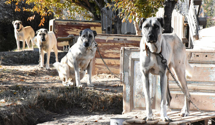Top dog: Turkish breeders eager to gift supermodel Adriana Lima furry friend