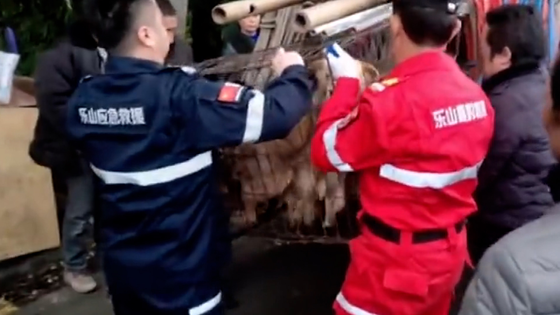 Cin De Skandal Olay Mezbahada Oldurulmek Uzere Bekleyen 40 Kopek Bulundu