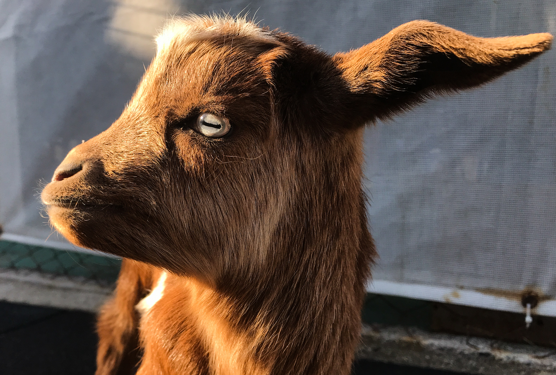Turkish divers rescue disabled baby goat living on island in Izmir