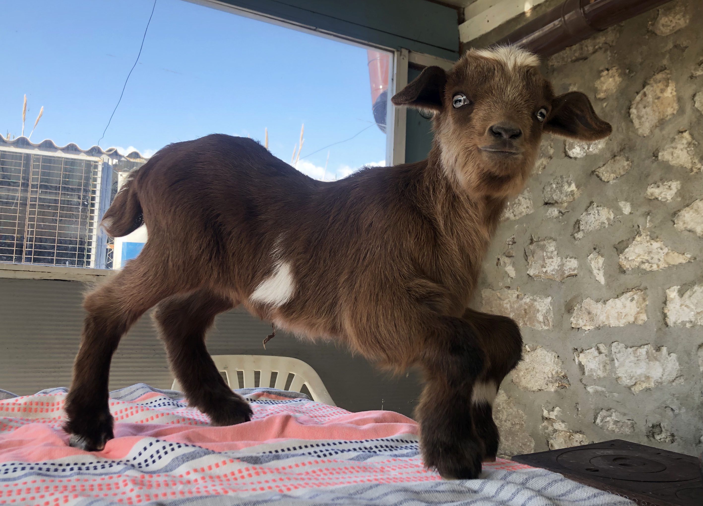 Turkish divers rescue disabled baby goat living on island in Izmir