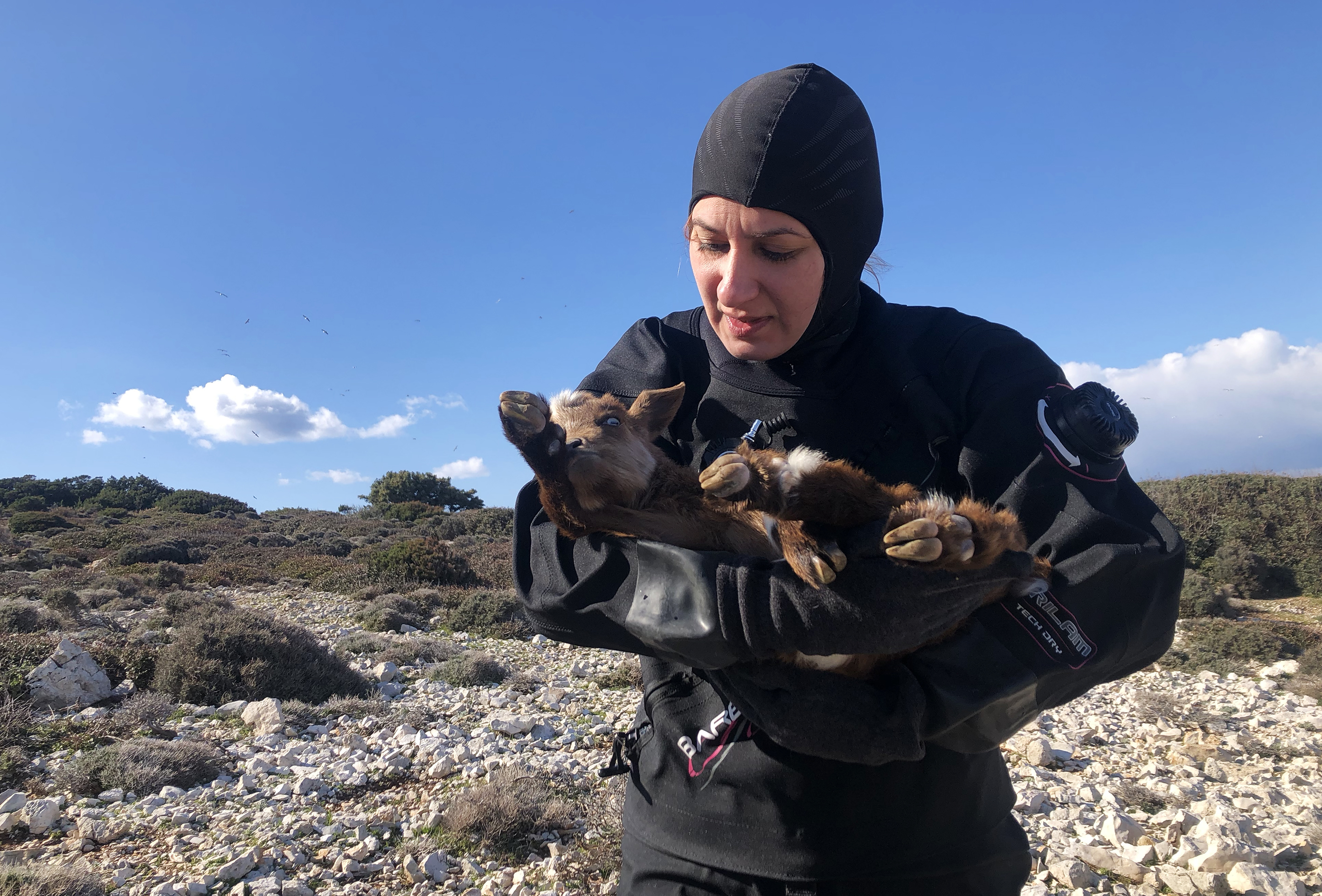 Turkish divers rescue disabled baby goat living on island in Izmir