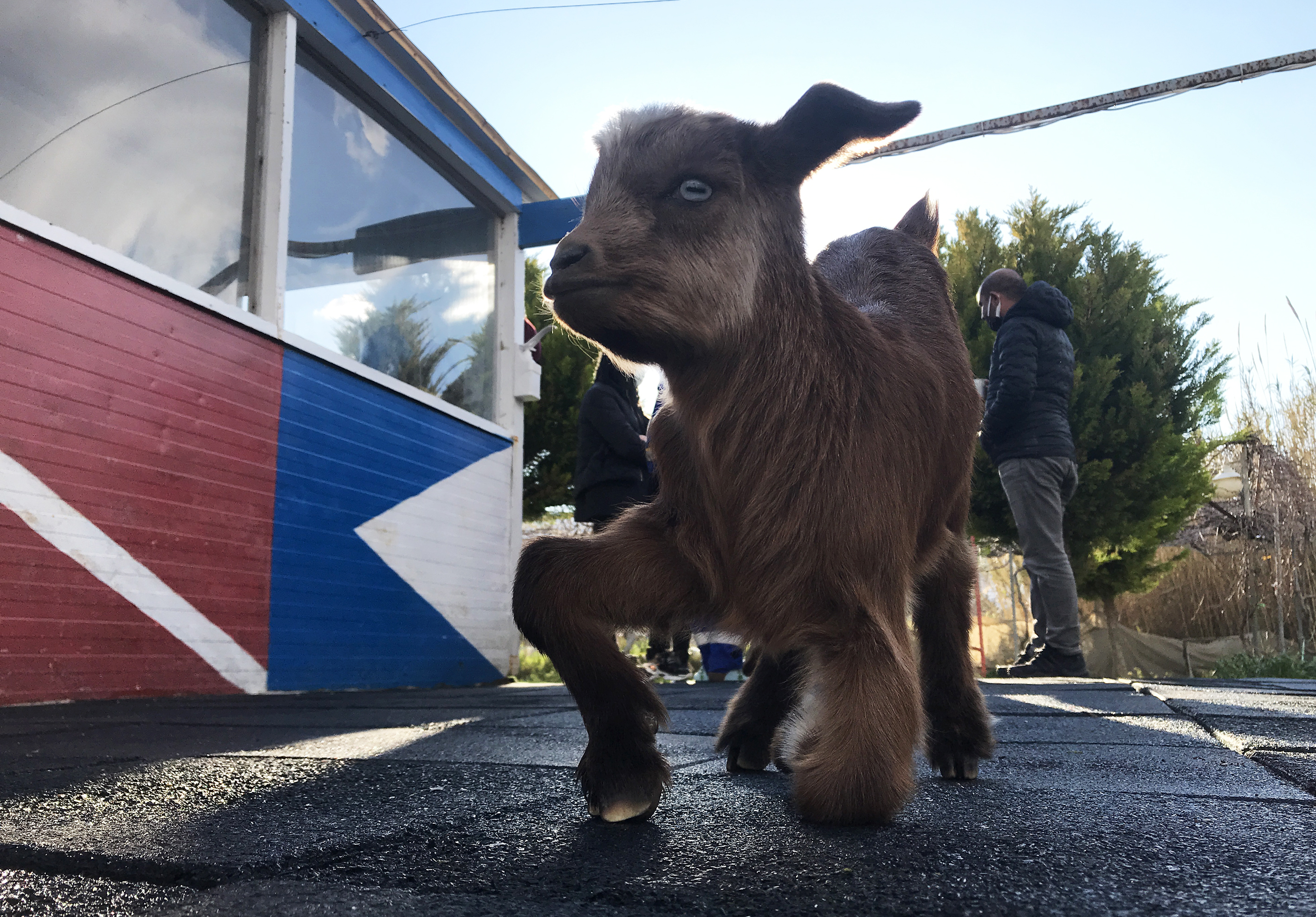 Turkish divers rescue disabled baby goat living on island in Izmir