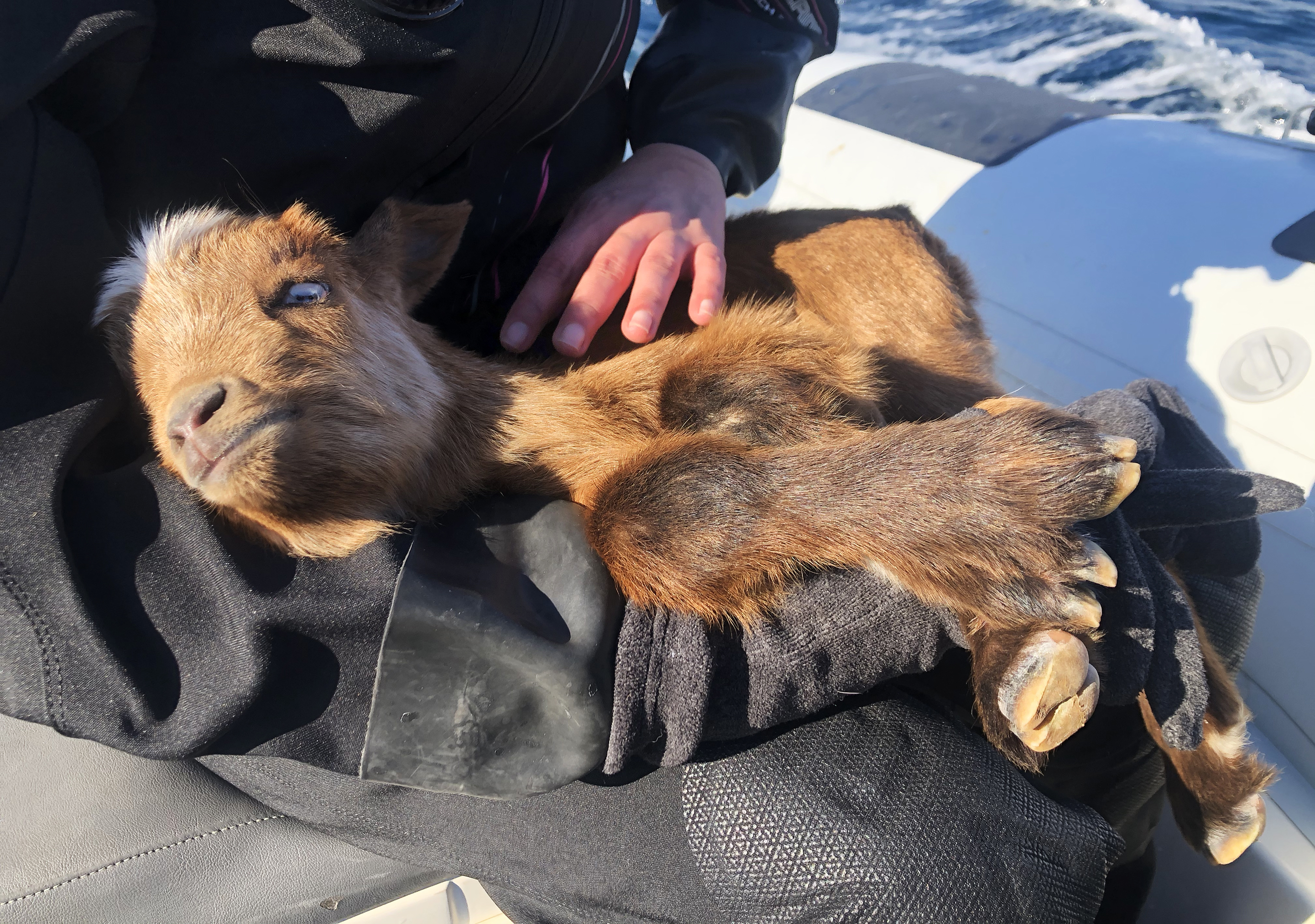 Turkish divers rescue disabled baby goat living on island in Izmir