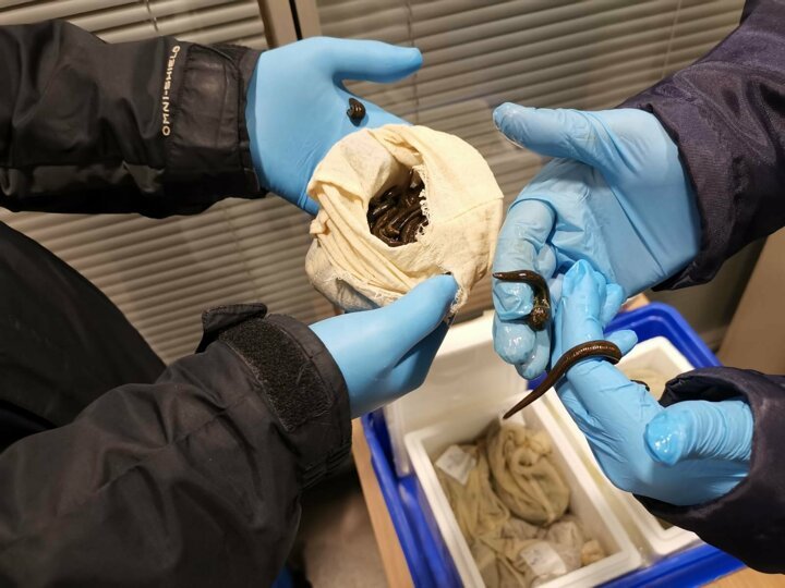 Passenger tries to smuggle over 3,000 live leeches in suitcase out of Turkey