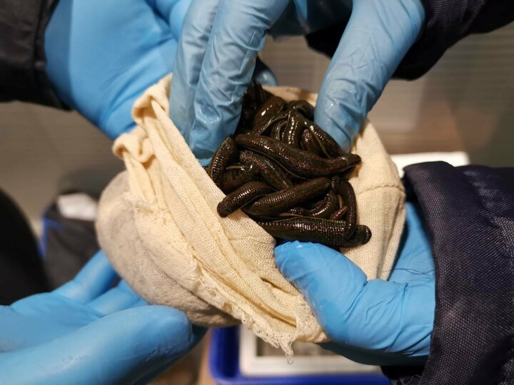 Passenger tries to smuggle over 3,000 live leeches in suitcase out of Turkey