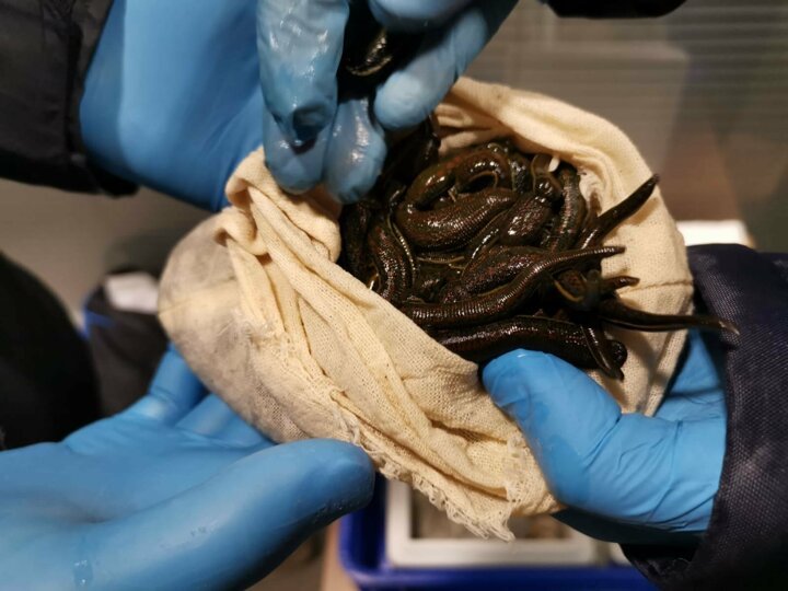 Passenger tries to smuggle over 3,000 live leeches in suitcase out of Turkey
