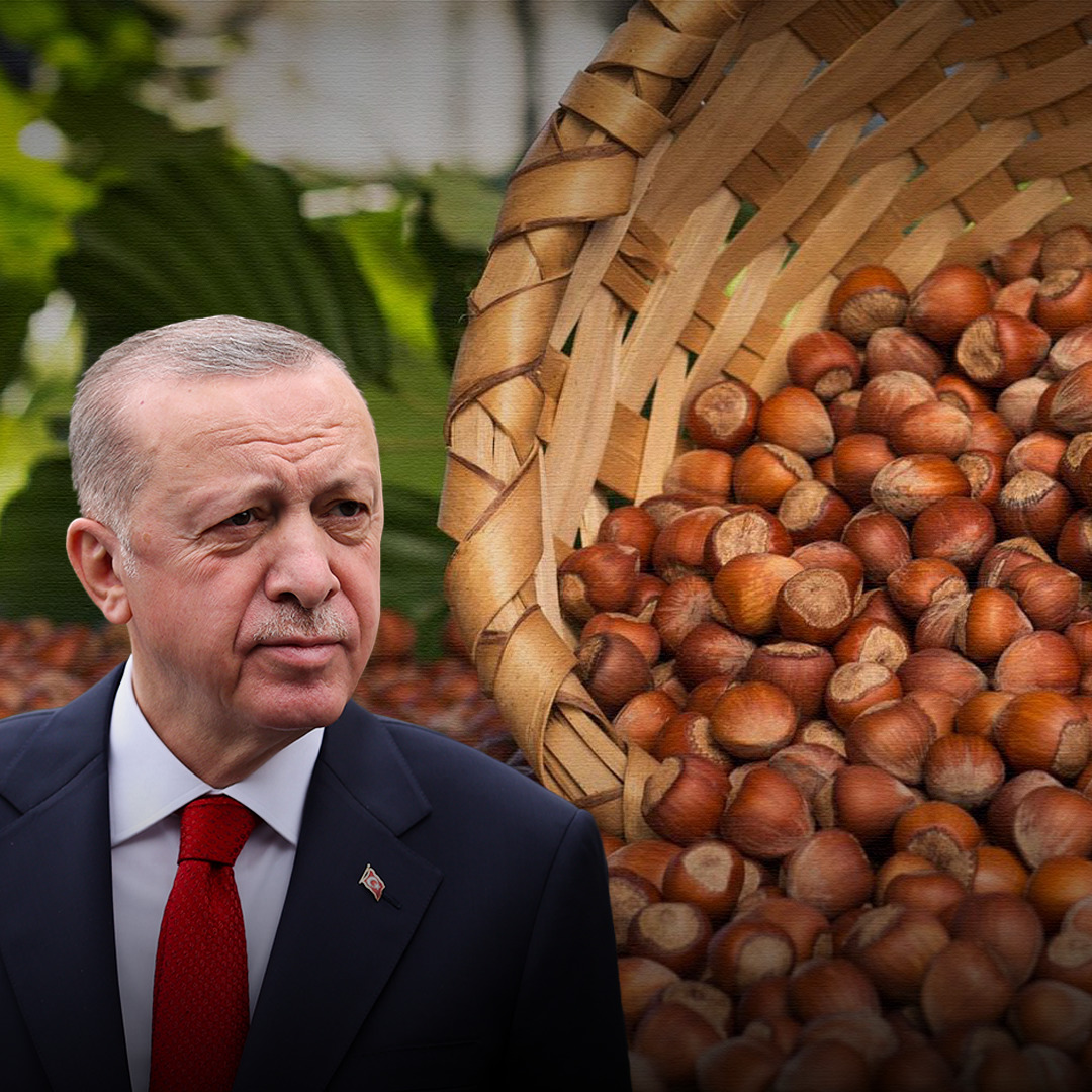 Cumhurbaşkanı Erdoğan fındık fiyatını Ordu'da açıklayacak