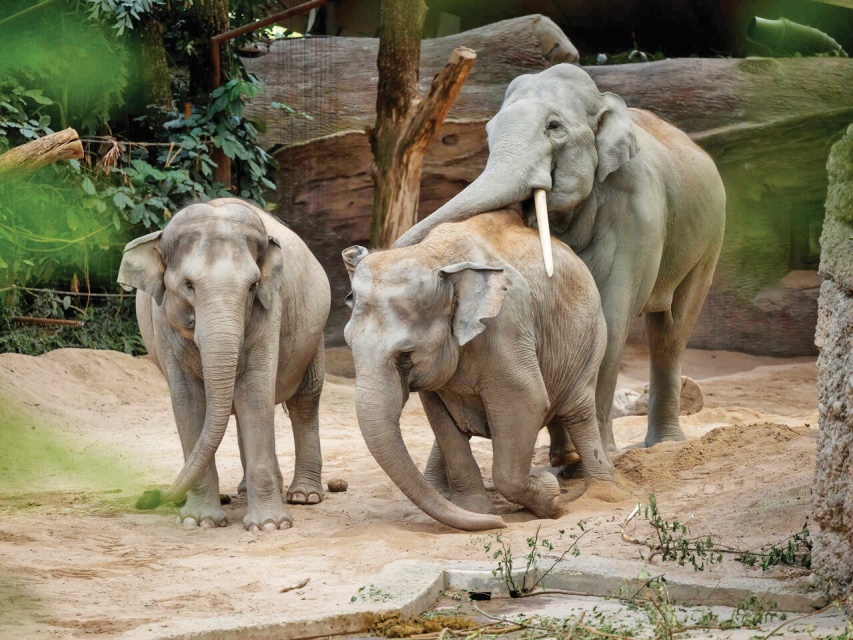 Zürih hayvanat bahçesinde virüs paniği: Bir ayda üç fil öldü