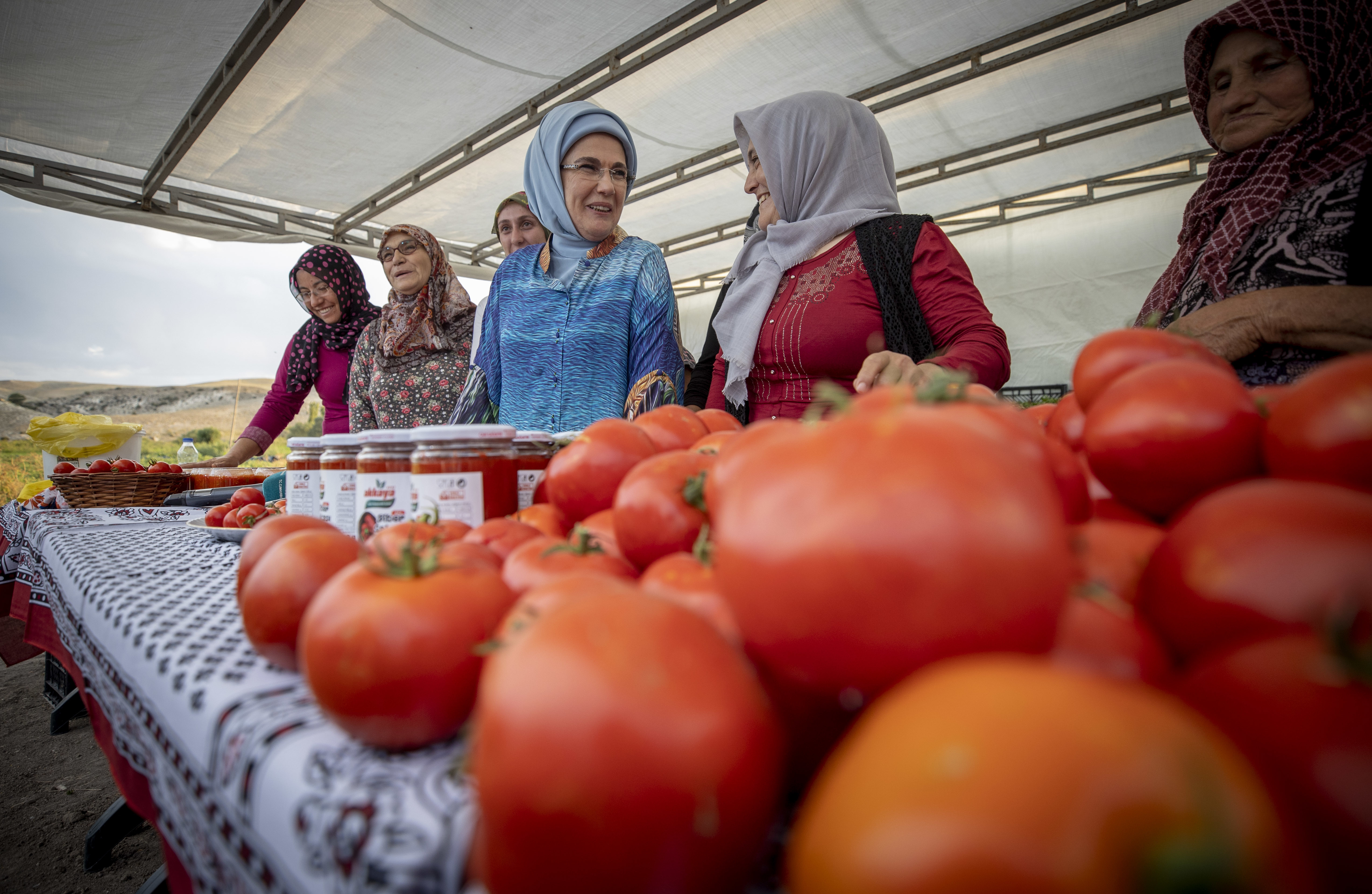 Emine Erdoğan tarlada domates topladı: Her hafta sonu evde menemen pişer
