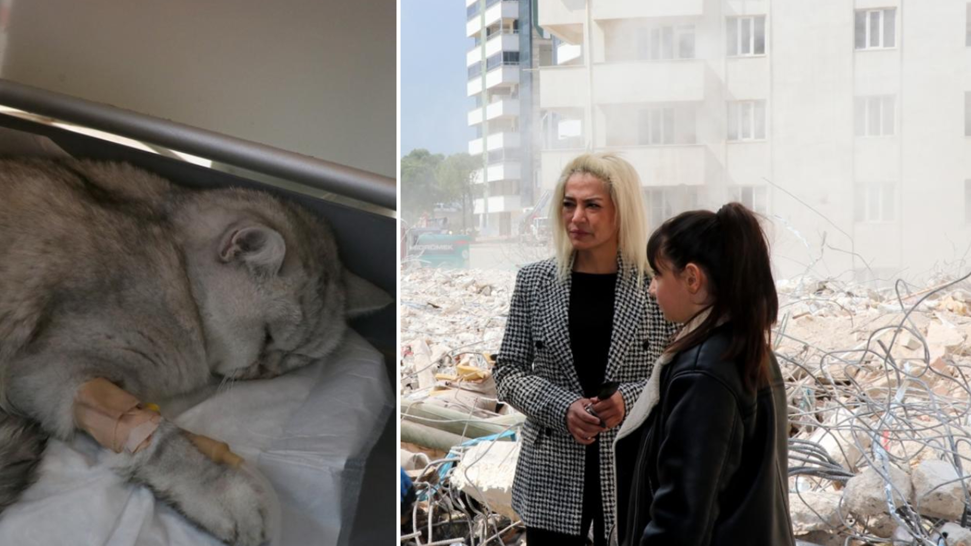 Kahramanmaraş'ta enkaz altında kalan kedi 49 gün sonra sağ kurtuldu