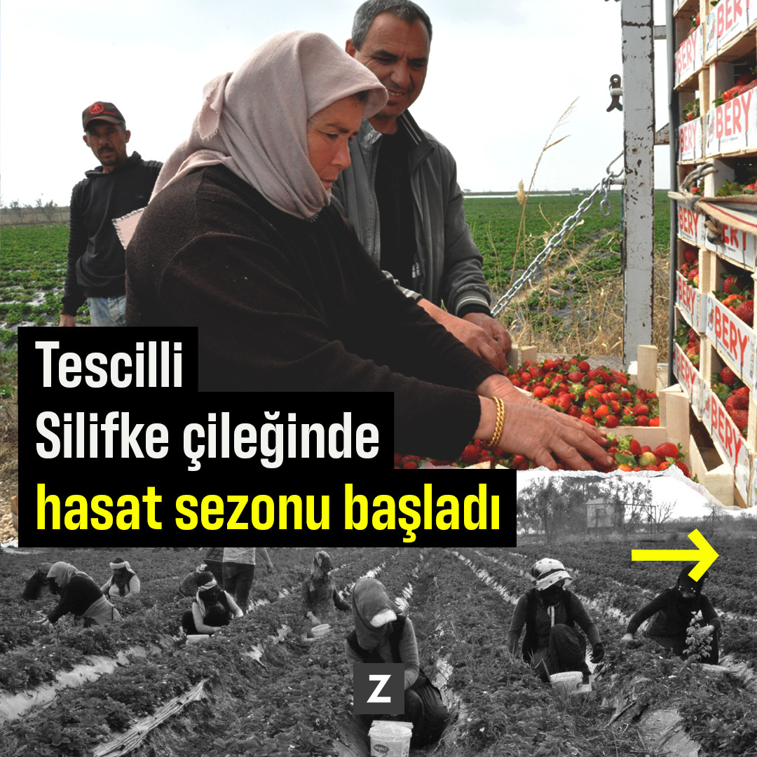 Tescilli Silifke çileğinde hasat sezonu başladı