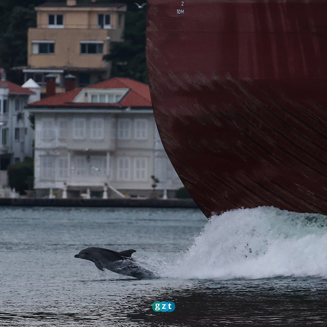 İstanbul Boğazı'nda yunuslar geçen gemilere eşlik etti