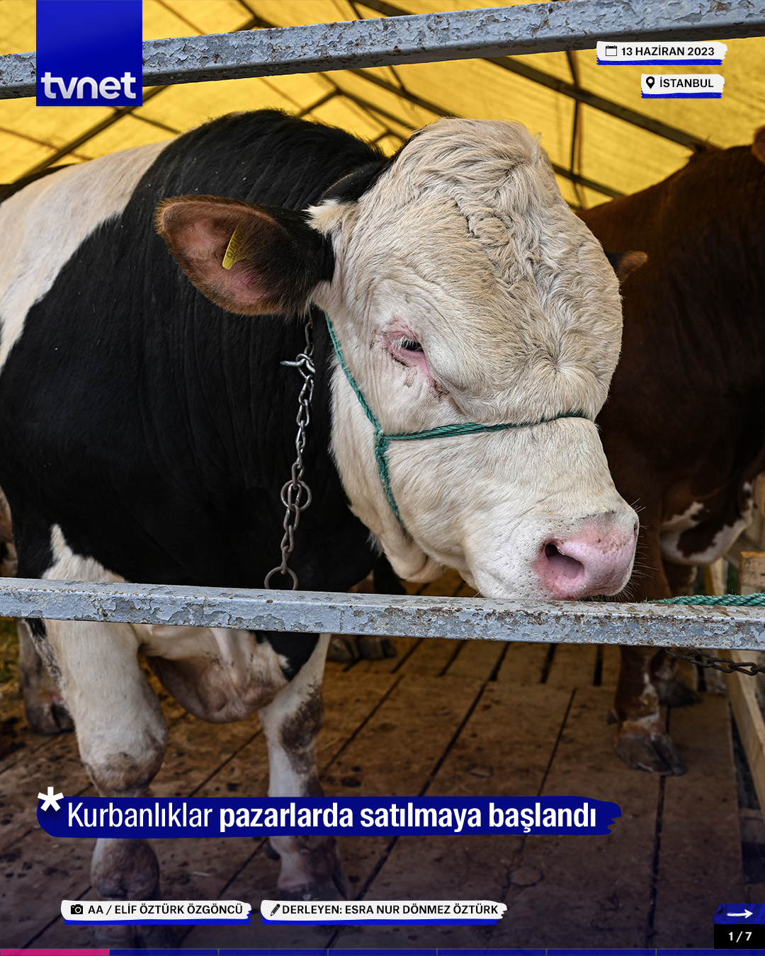 Kurbanlıklar pazarlarda satılmaya başlandı