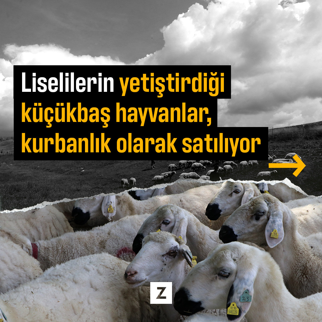 Liselilerin yetiştirdiği küçükbaş hayvanlar, kurbanlık olarak satılıyor