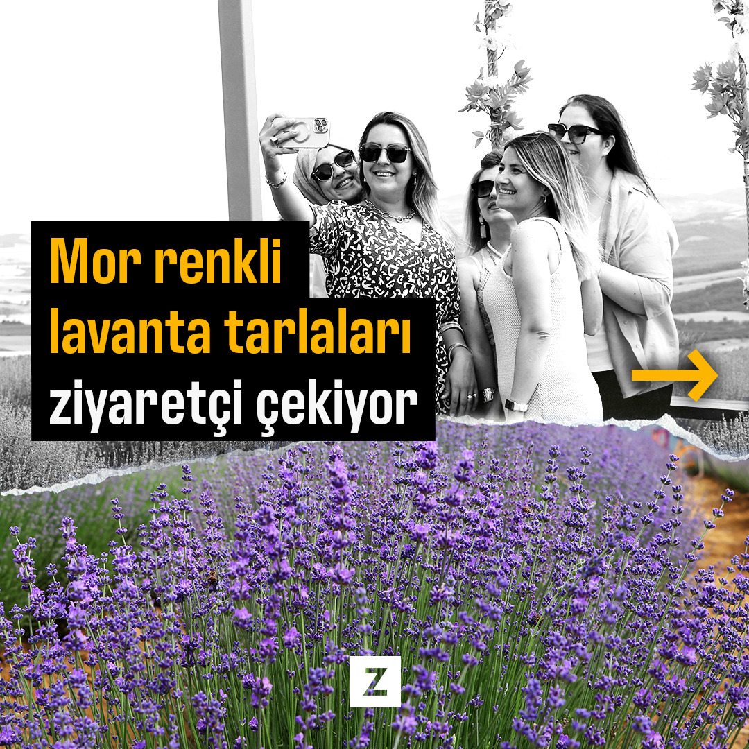 Mor renkli lavanta tarlaları ziyaretçi çekiyo