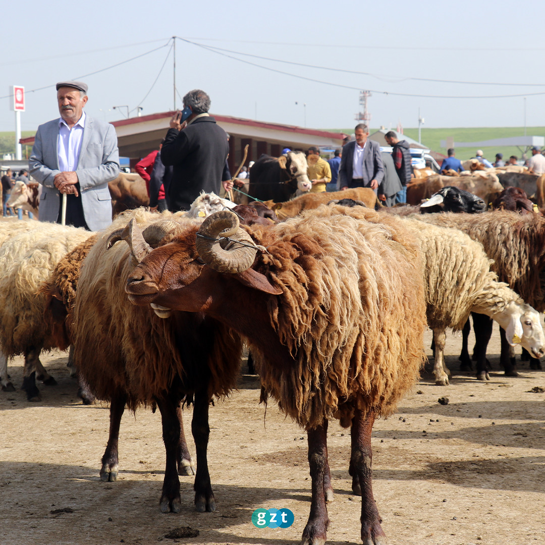 Kurbanlık satışları üreticileri memnun etti