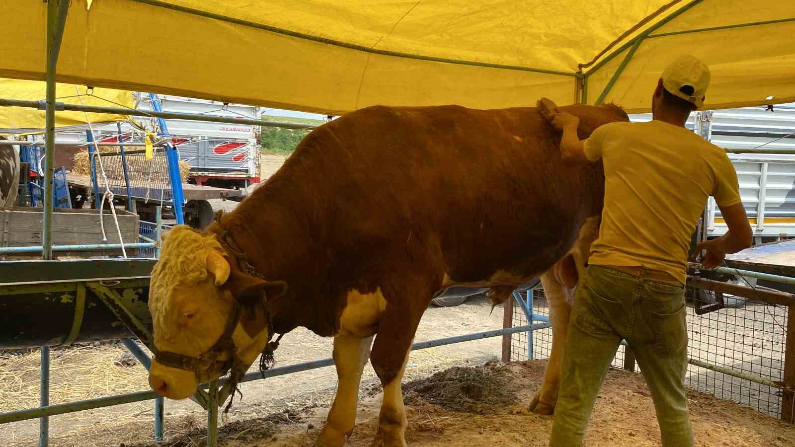 1075 kiloluk kurbanlık 135 bin TL'ye satıldı