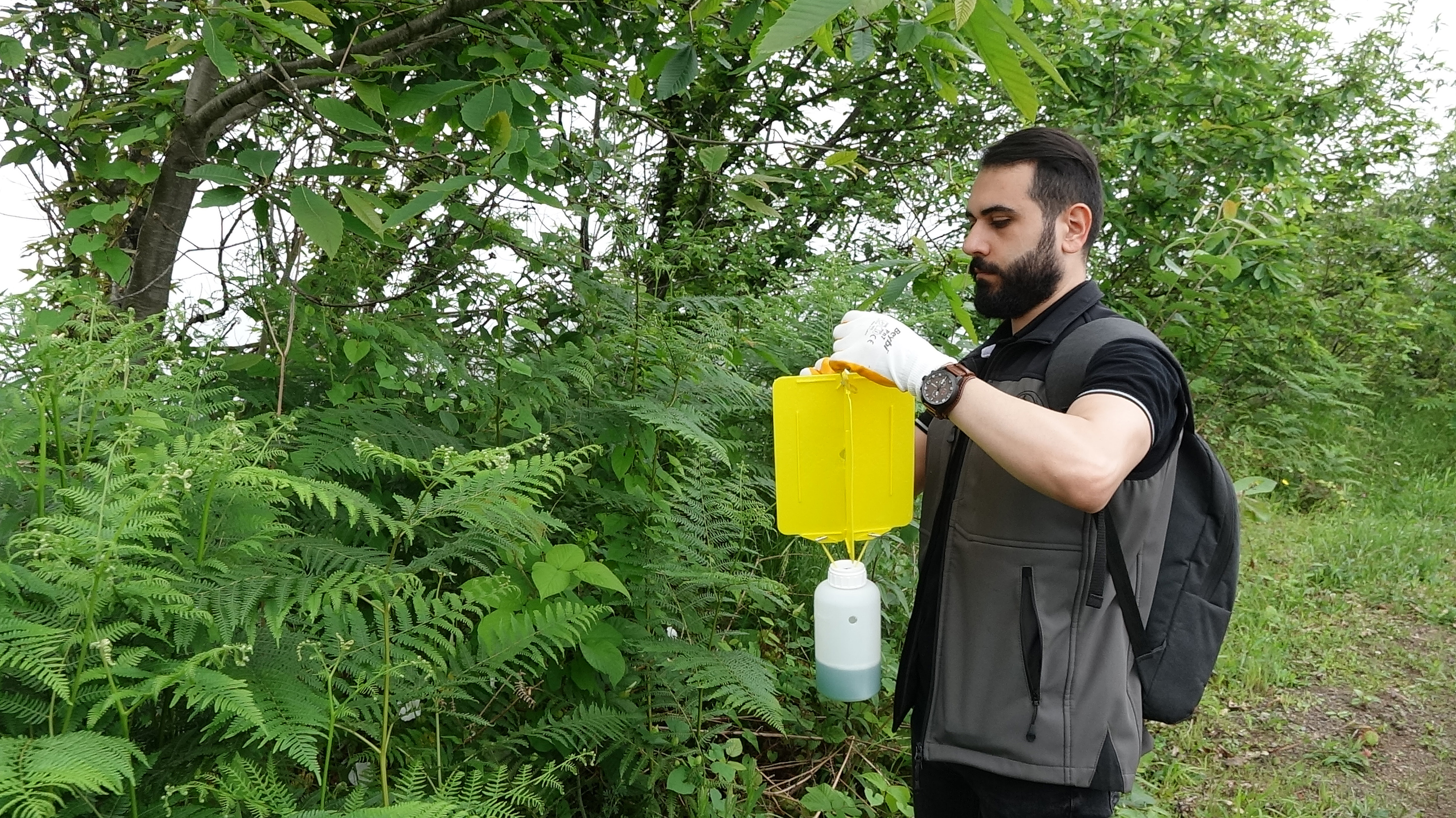 Karadeniz'de 'katil arı'ya karşı yapışkanlı tuzaklar devrede