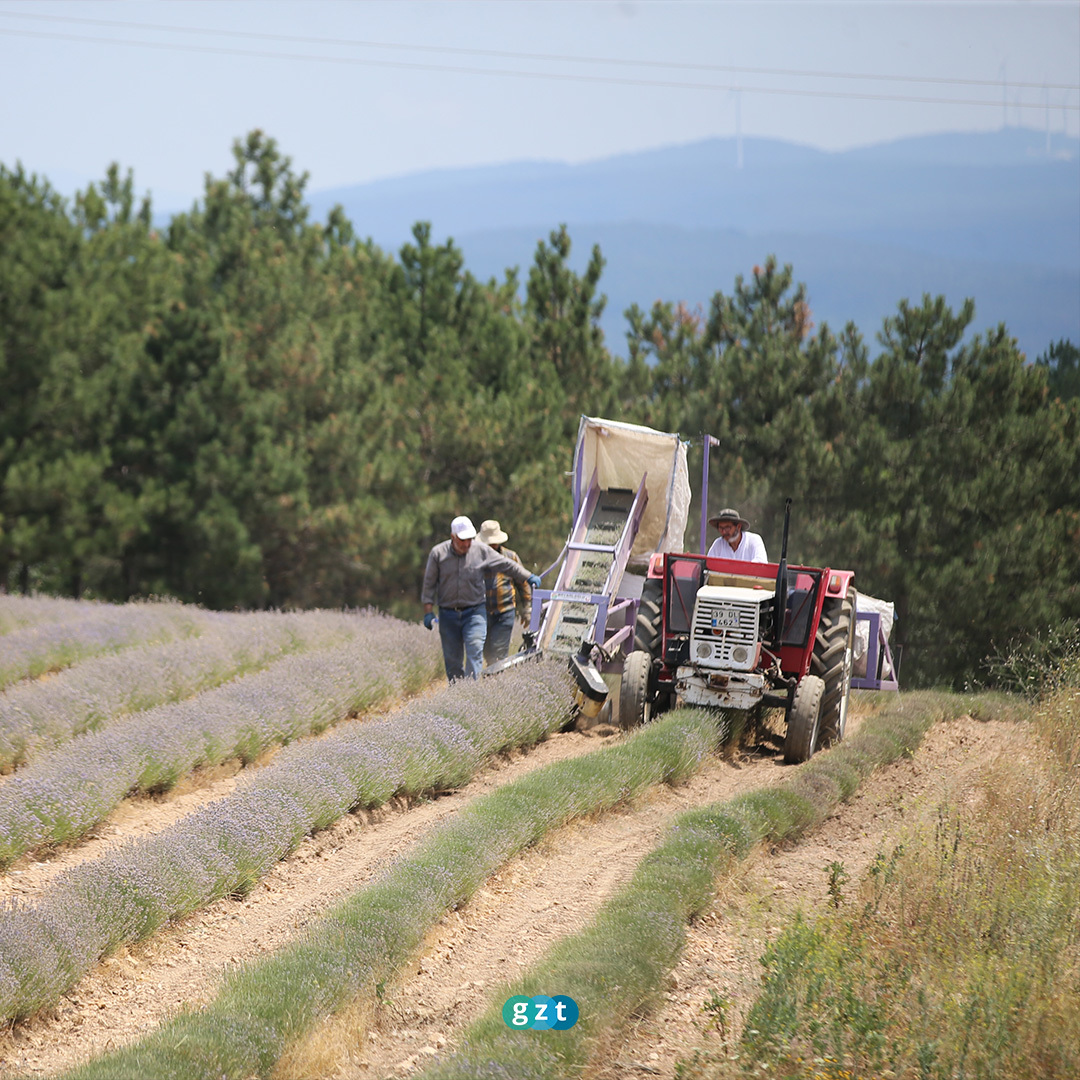 Kırklareli'nde lavanta hasadı başladı