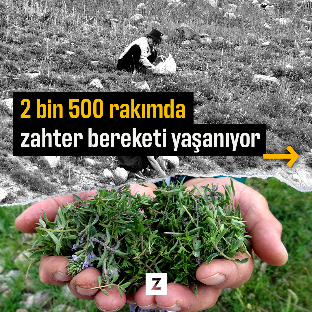 Kars'ta 2 bin 500 rakımda zahter bereketi yaşanıyor