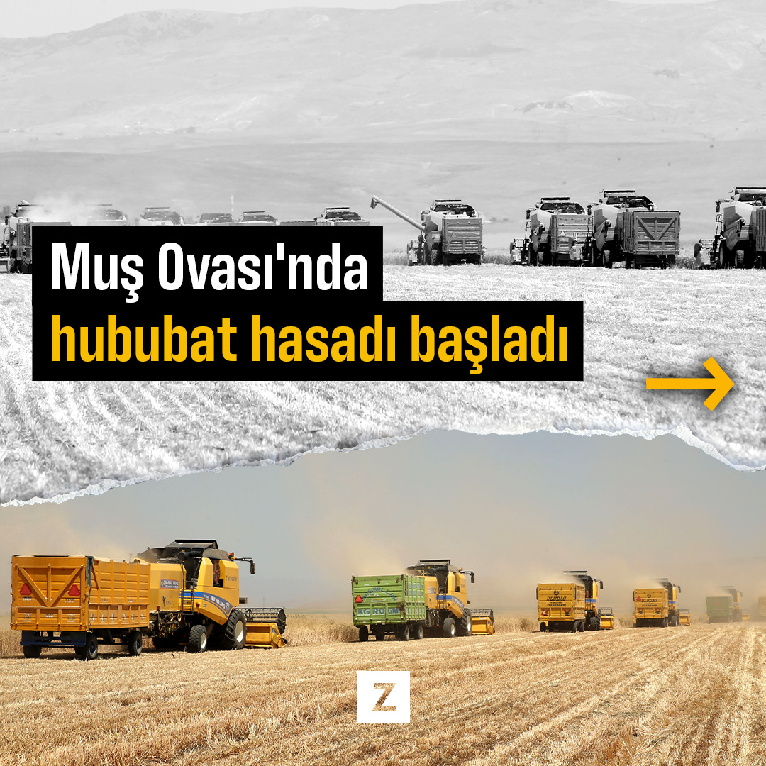 Muş Ovası'nda hububat hasadı başladı