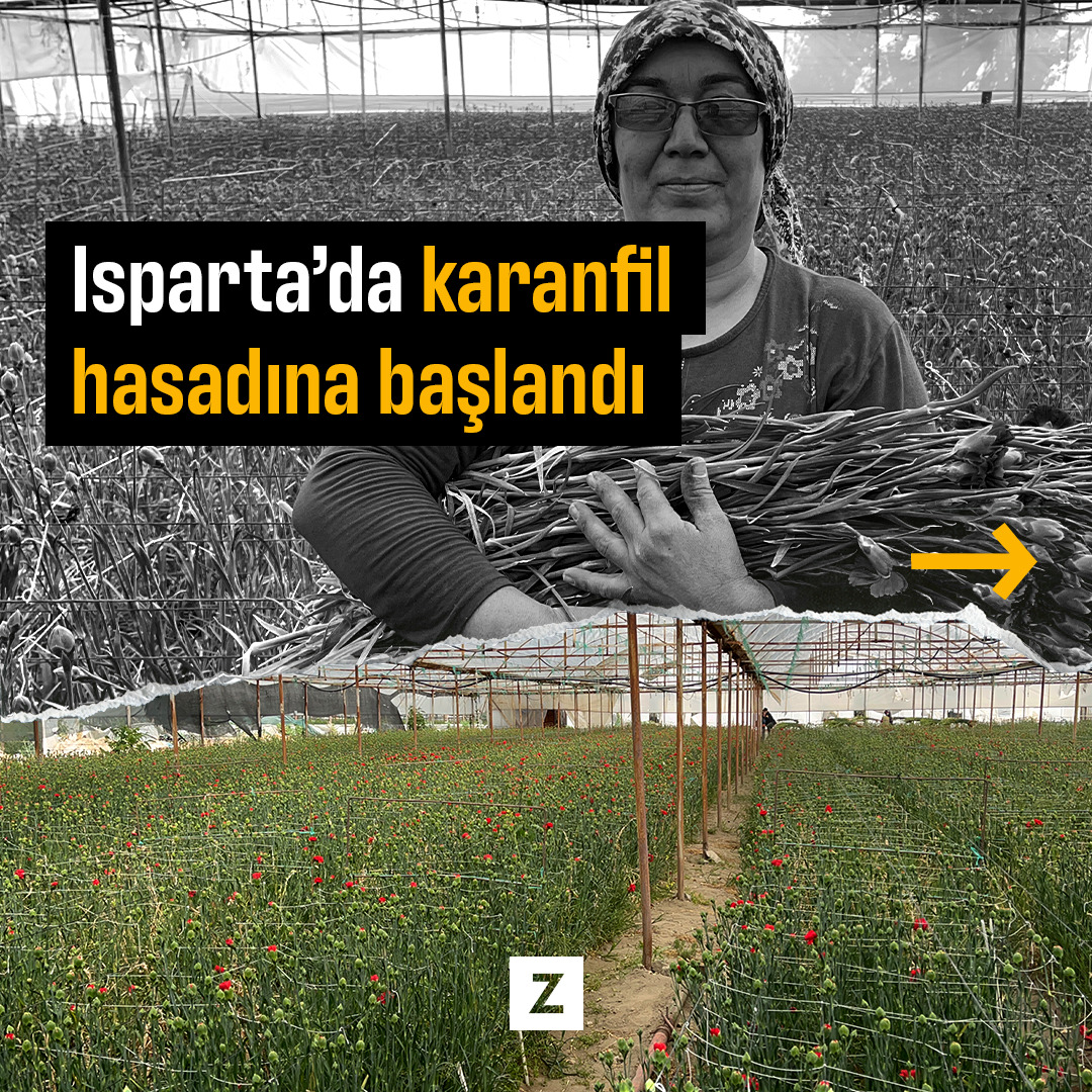 Isparta'da karanfil hasadına başlandı