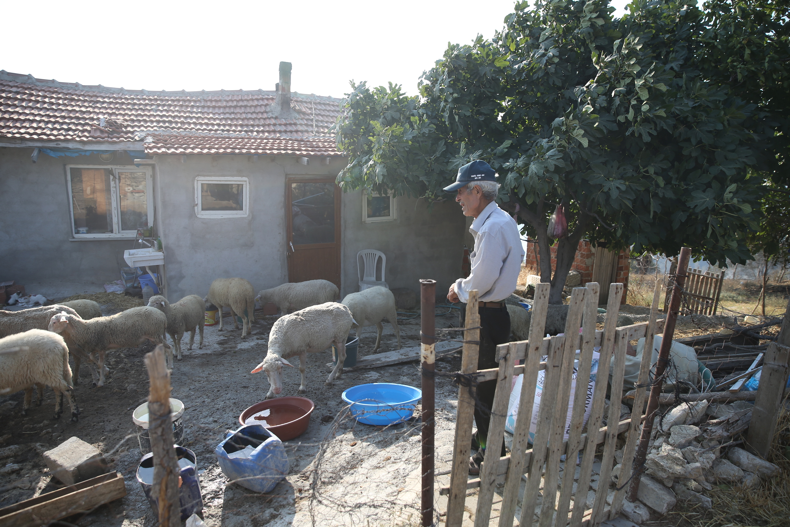 Köyünü saran yangında sabaha kadar koyunlarının başından ayrılmadı