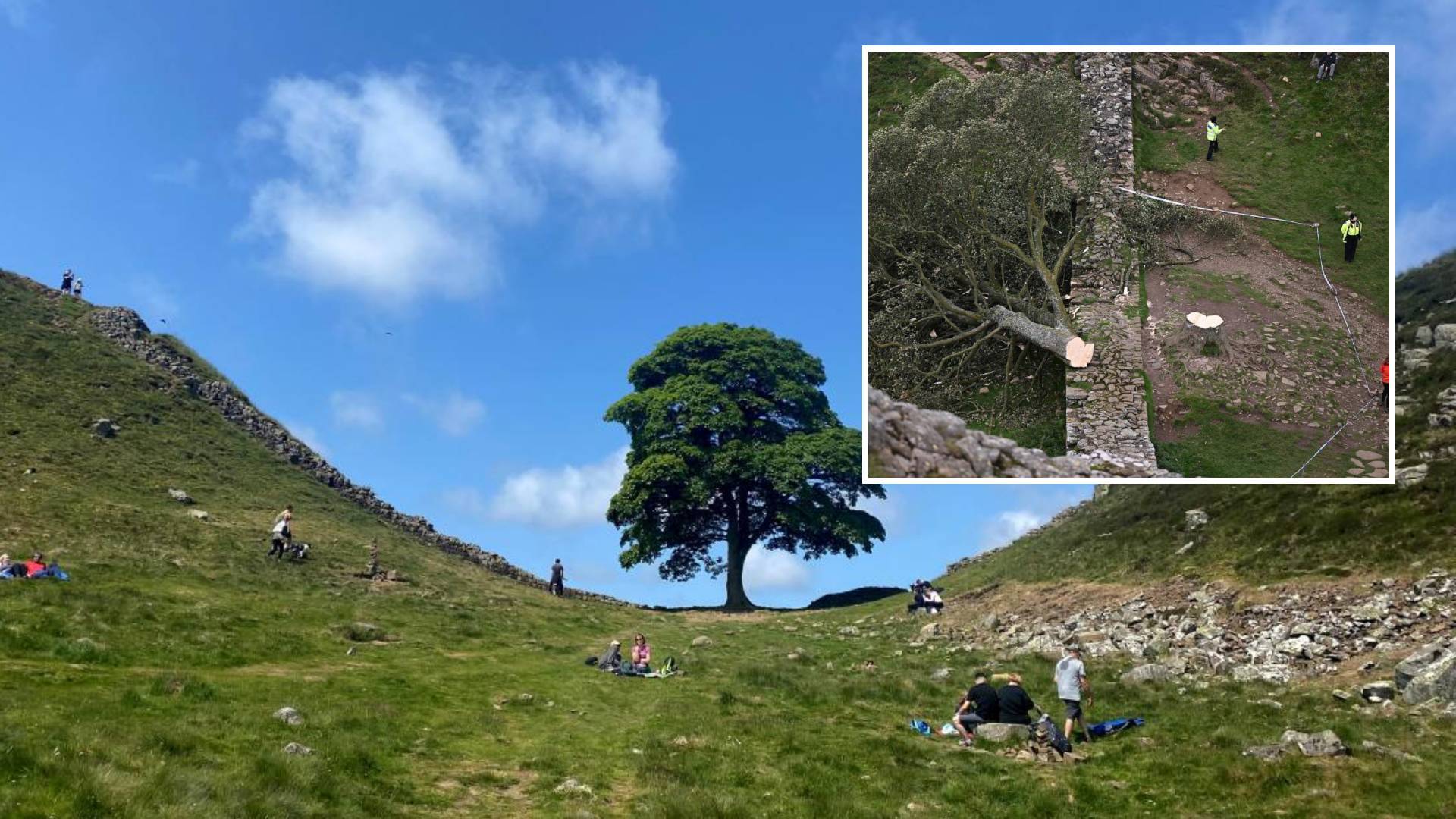 16 yaşındaki çocuk İngiltere'nin en ünlü ağacı Sycamore Gap'ı yok etti