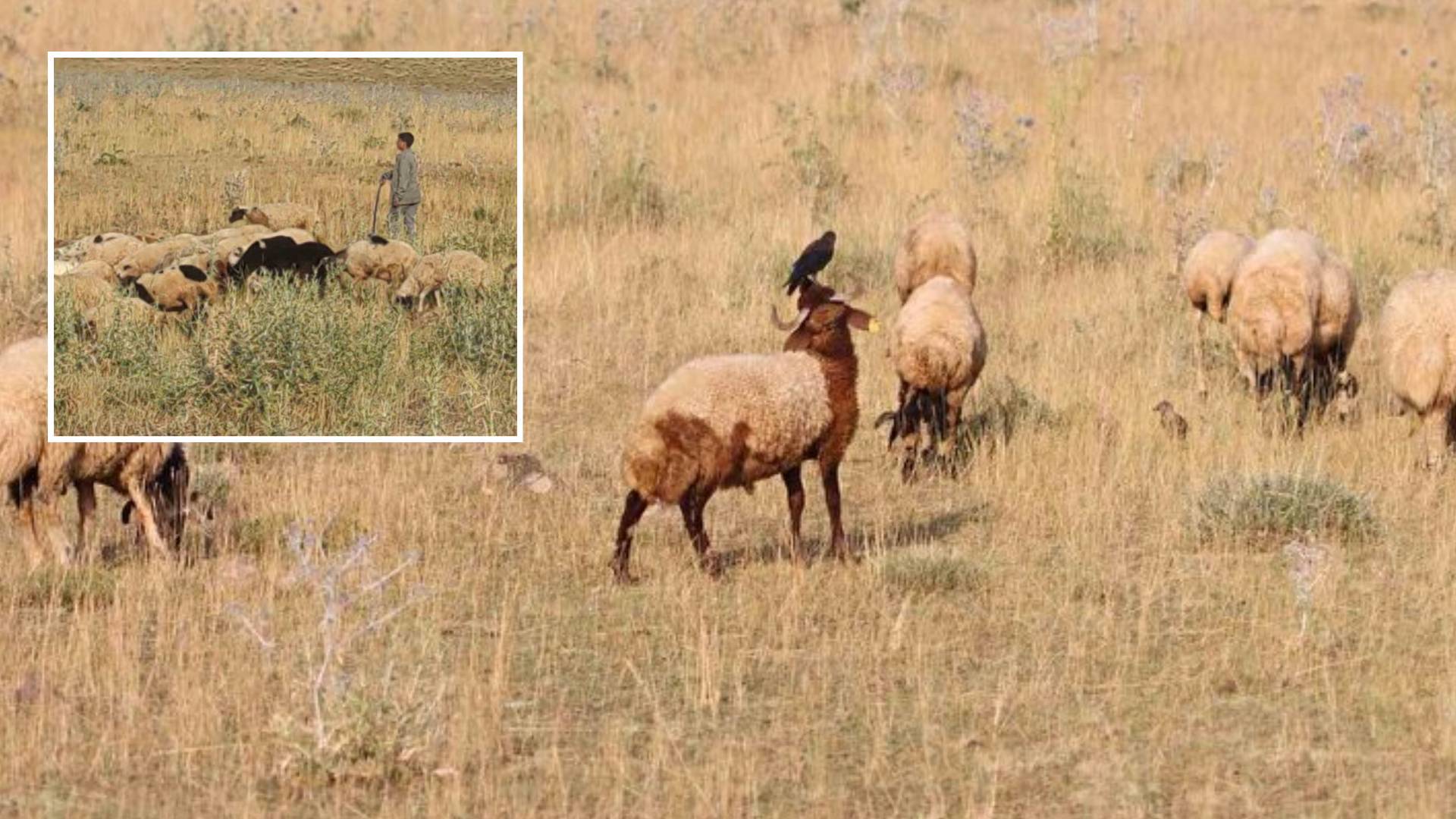 Van'da ilginç görüntü: Fotoğraftaki detayı fark ettiniz mi?