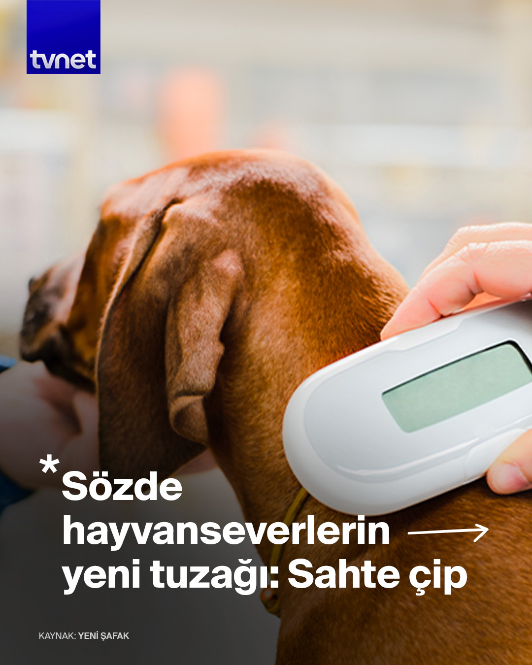 Başıboş köpeklere sahte çip takıyorlar