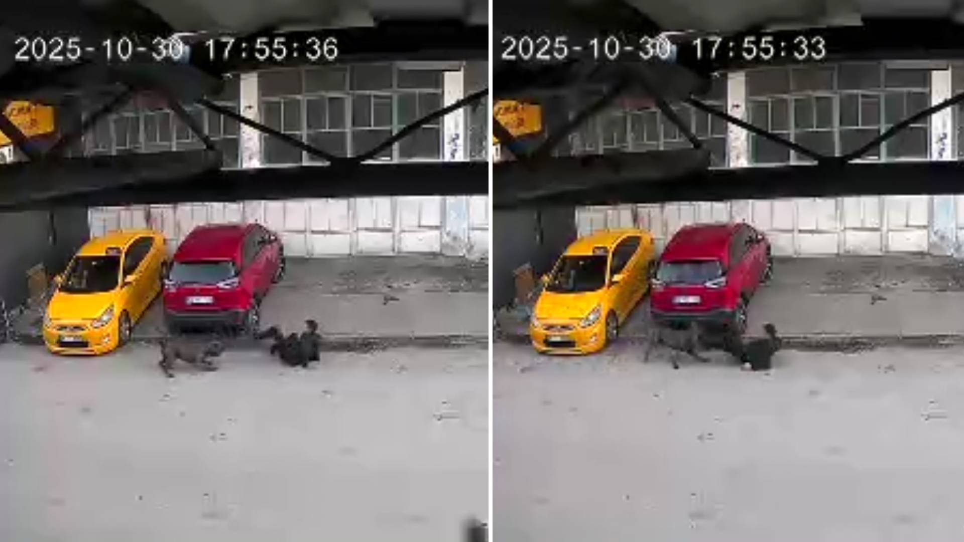 Sakarya’da köpek saldırısı: Baba, 15 yaşındaki oğlunu son anda kurtardı... O anlar kamerada