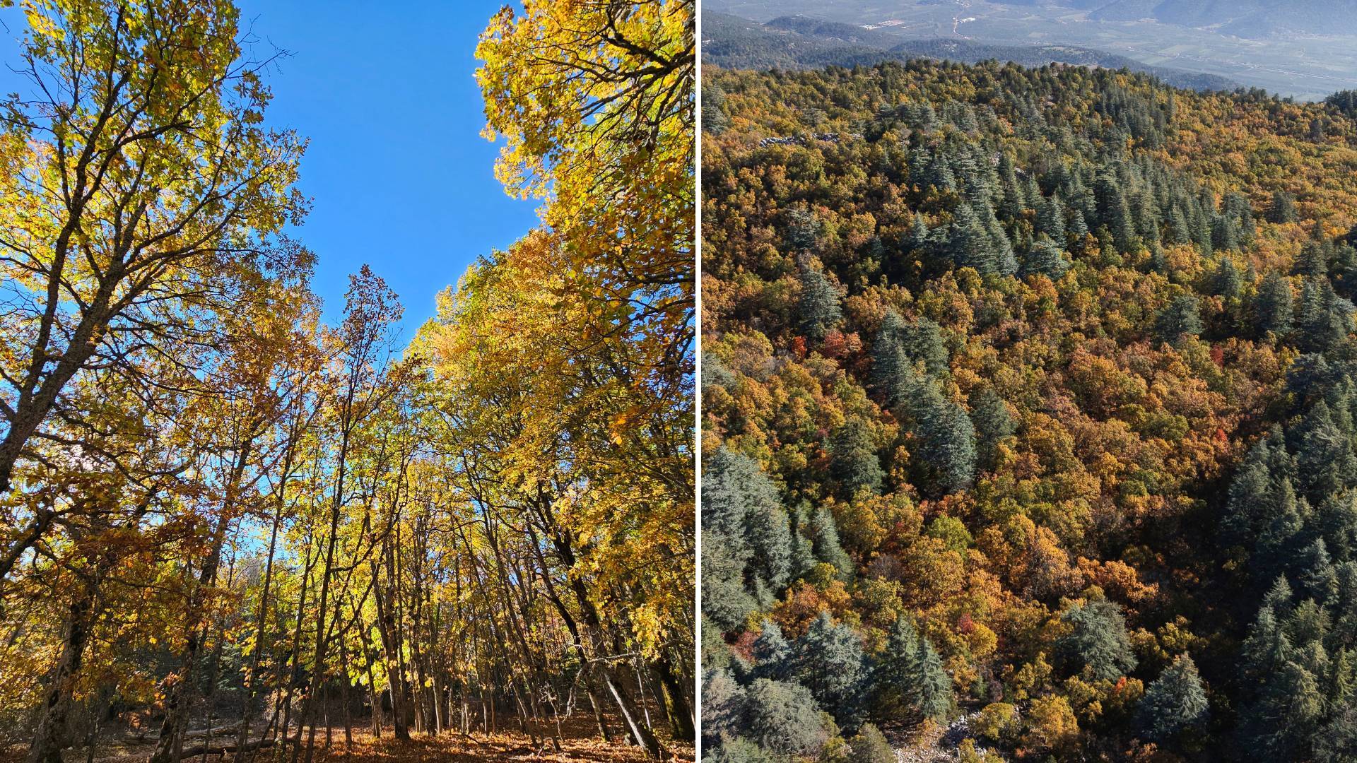 Dünyadaki tek kasnak meşesi ormanı Isparta’da: İzinsiz girene 557 bin TL ceza